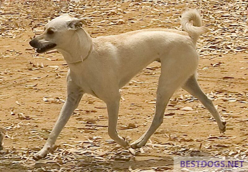 Sand-coloured Cretan hound
