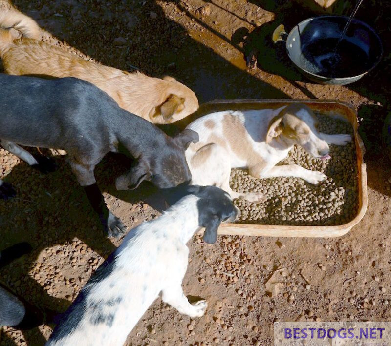 dry food in an animal shelter
