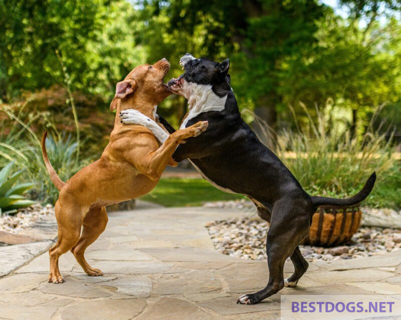 Two aggressive dogs