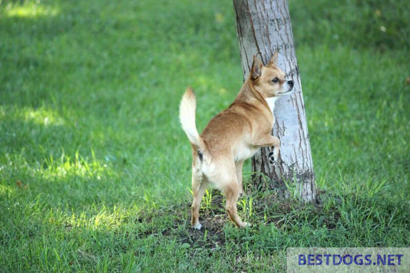 Sterilized animal welfare dog.