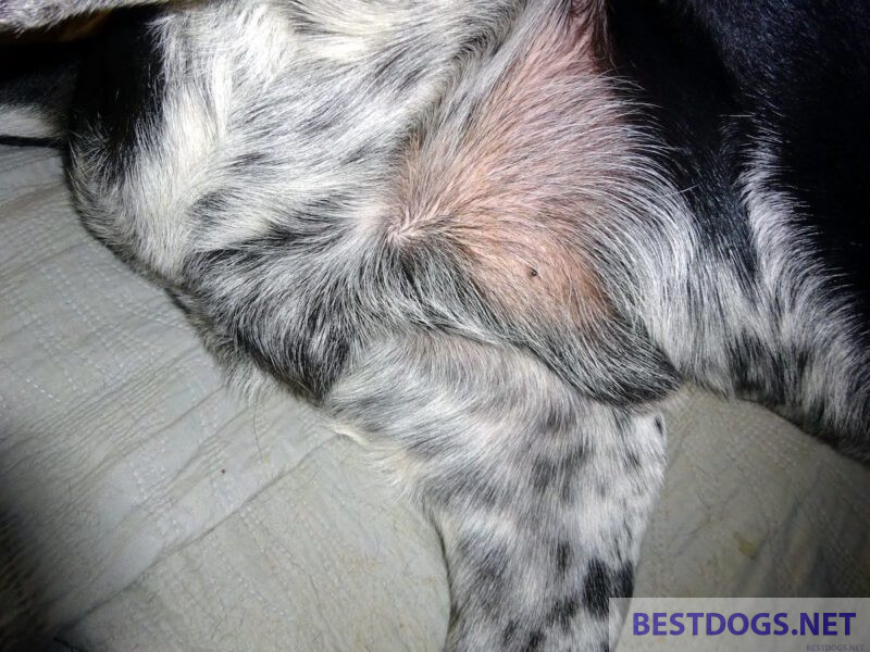 neutered male dog