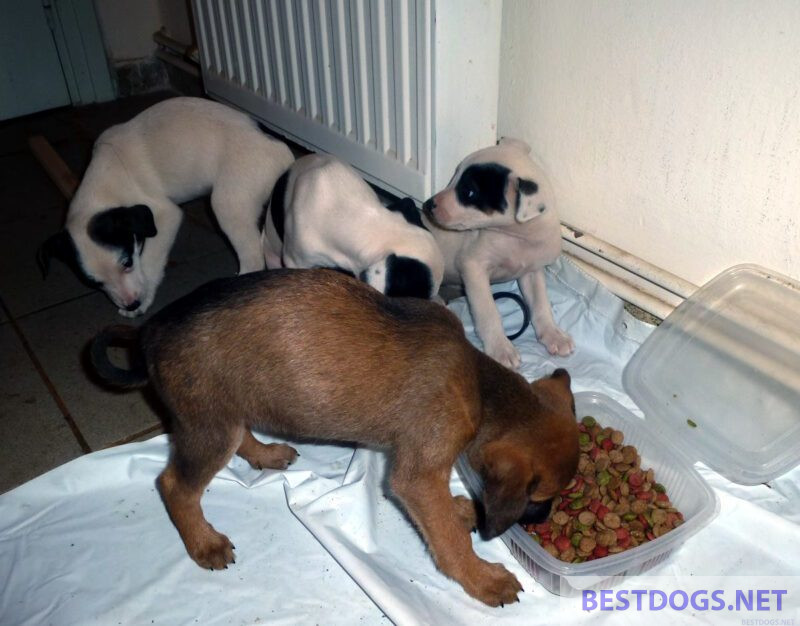 Feeding puppies