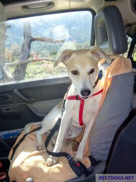 Dog secured in the passenger seat