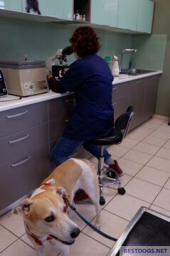 Dog at vet