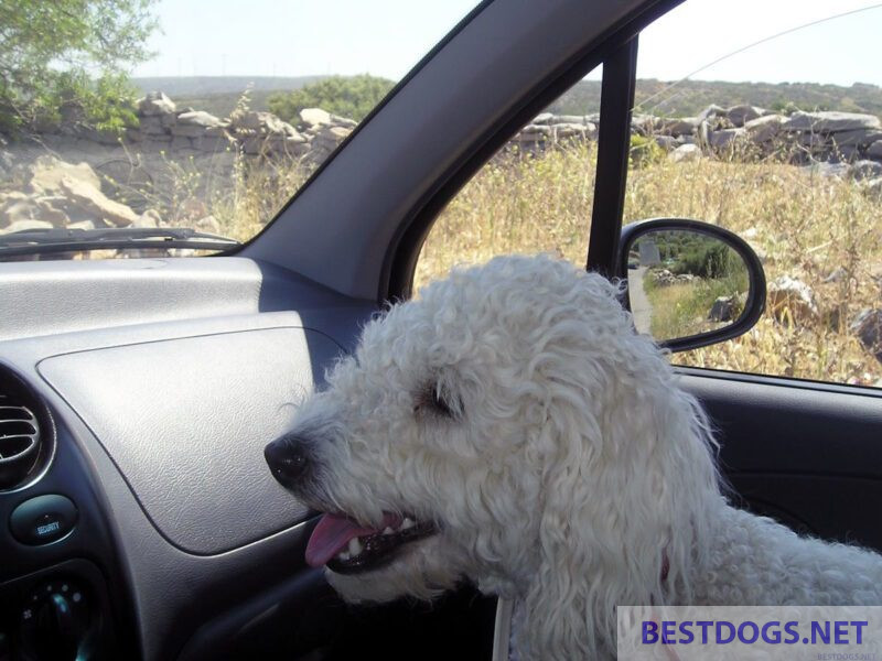 dog in car