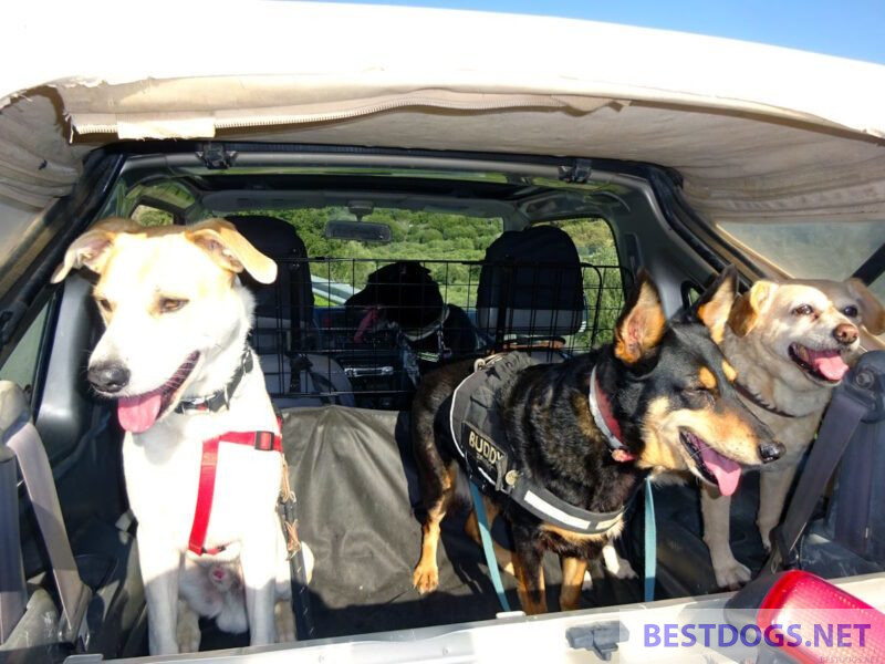 dogs in car