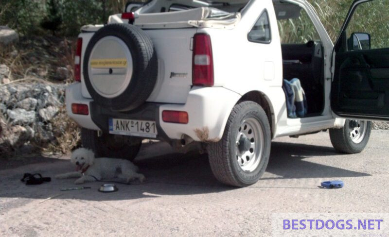 dog and rental car