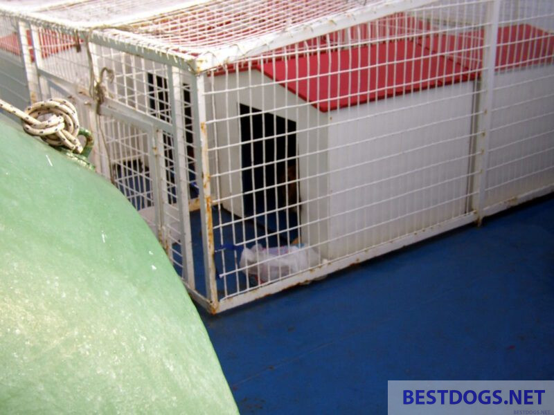 Dog kennels on ferry