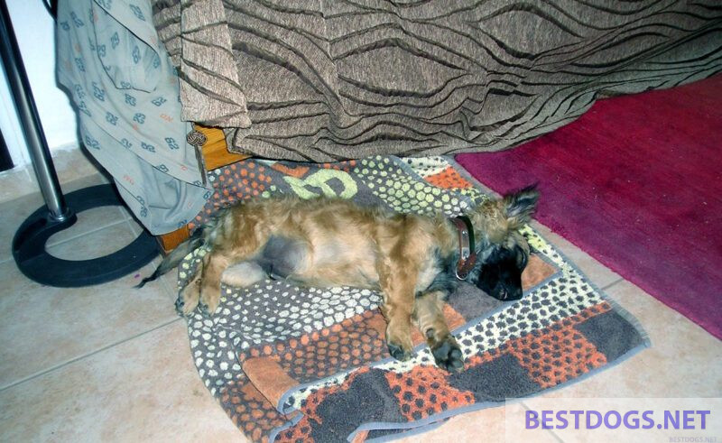  puppy foundling in a hotel room