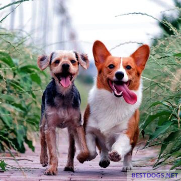 happy dogs