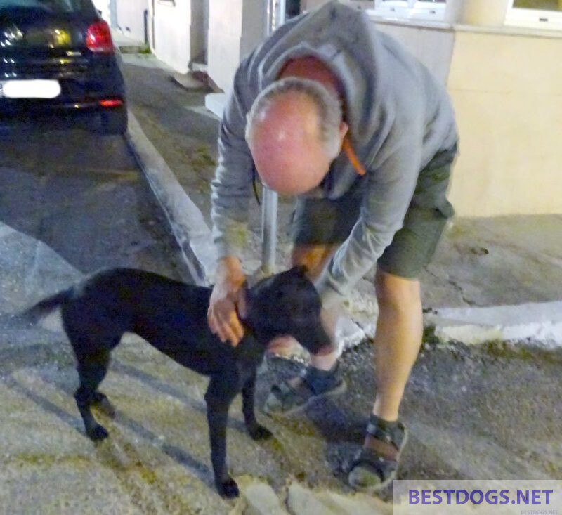 tame stray dog