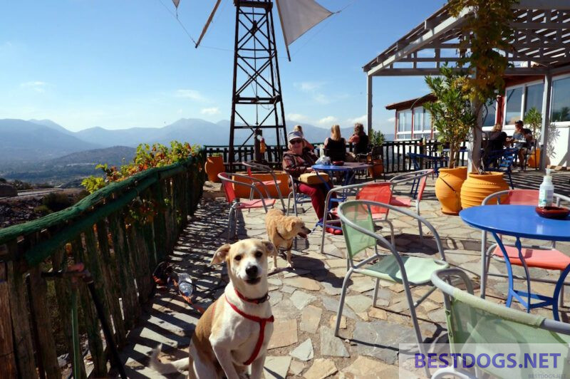 Dogs on vacation