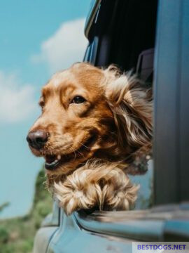 Dog on a journey by car