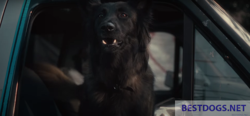 Movie Muzzle