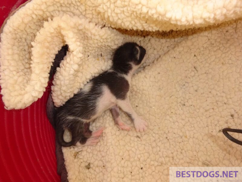 A lonely, newborn kitten.