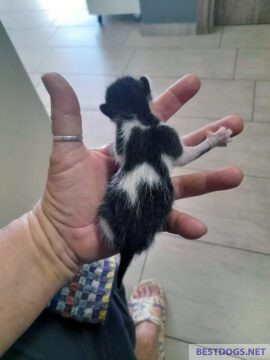 Tiny Sam