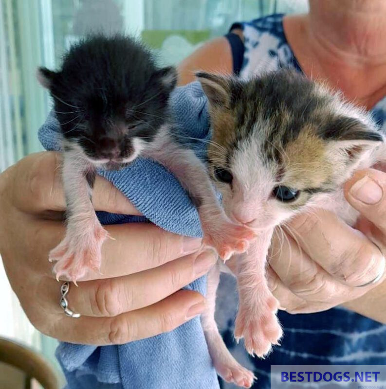 two abandoned, newborn kittens