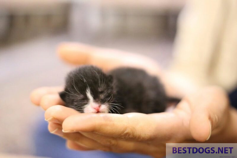 Newborn kitten