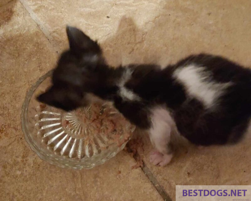 eat solid cat food