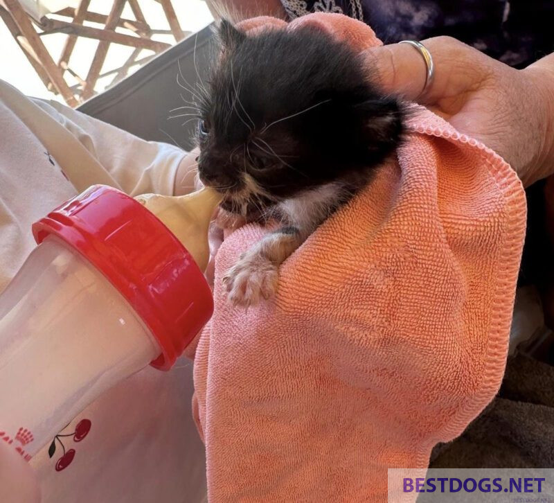 newborn kitten 'Sam'