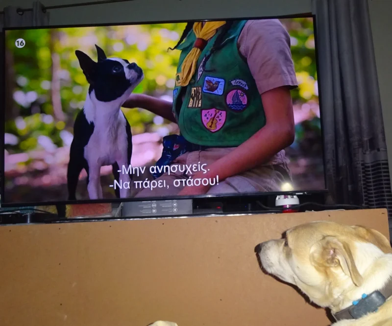 dog watches movie