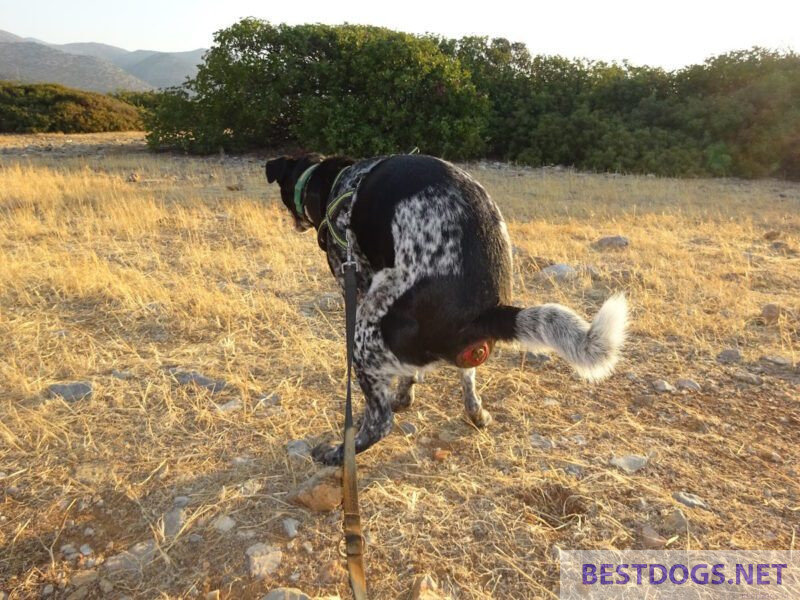 Stool Constipation in Dogs