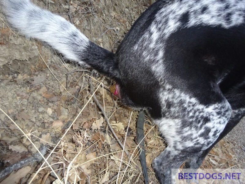Stool Constipation in Dogs