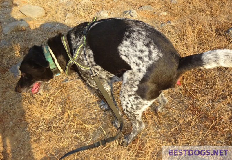 Stool Constipation in Dogs