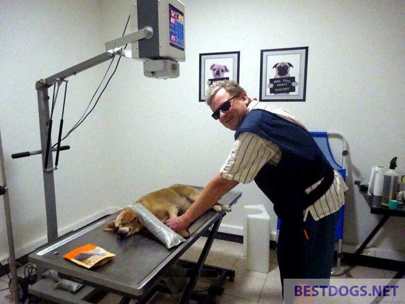 Dog under X-ray machine