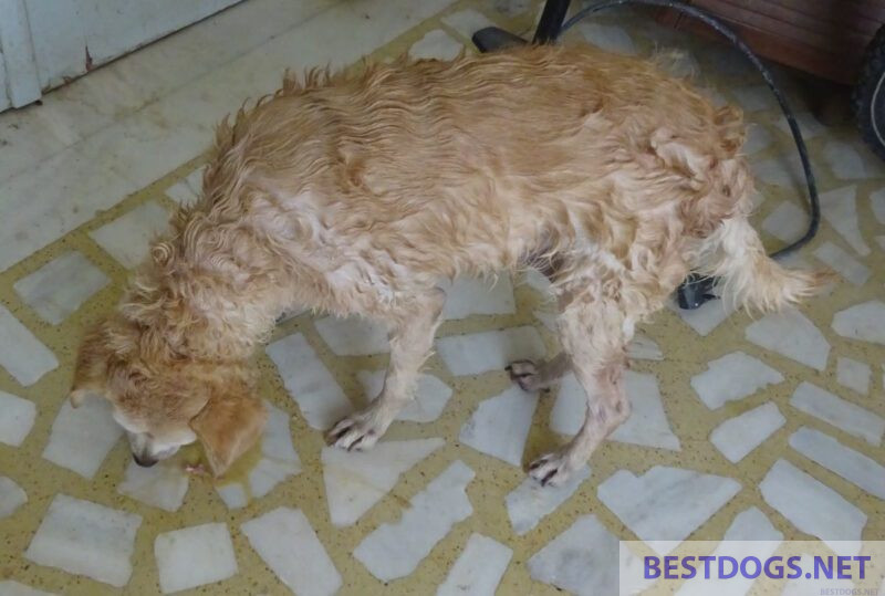  dog vomits some food with yellow bile