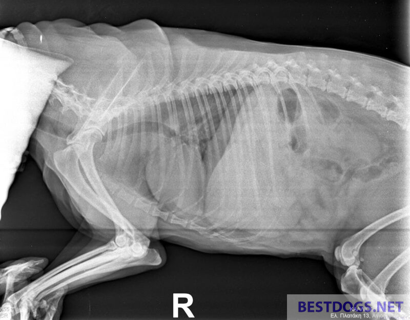 X-ray pic dog
