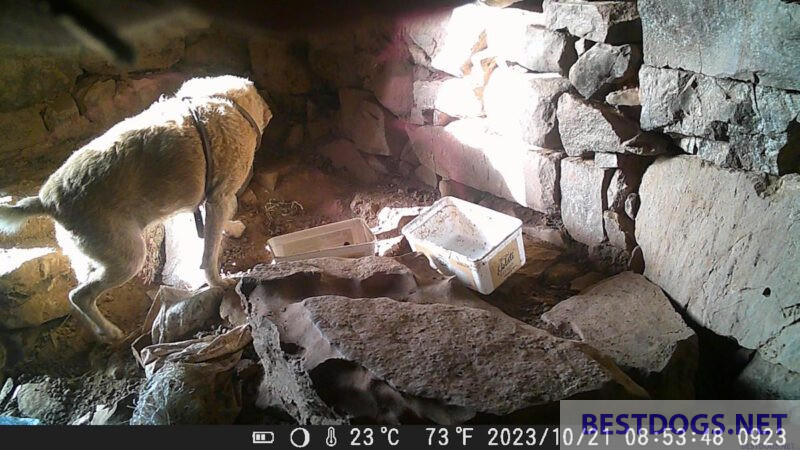  wildlife camera
