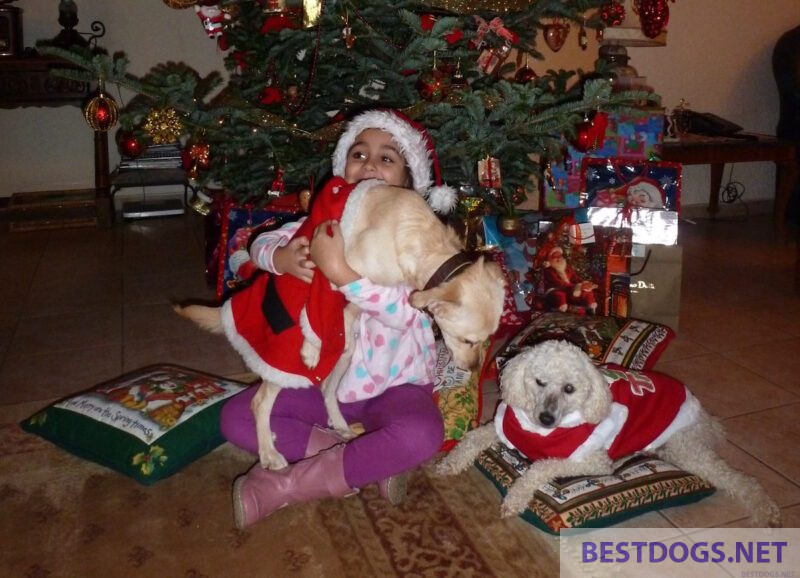 My name was DuDa (DuDi) 12 DuDi at Christmas 2012